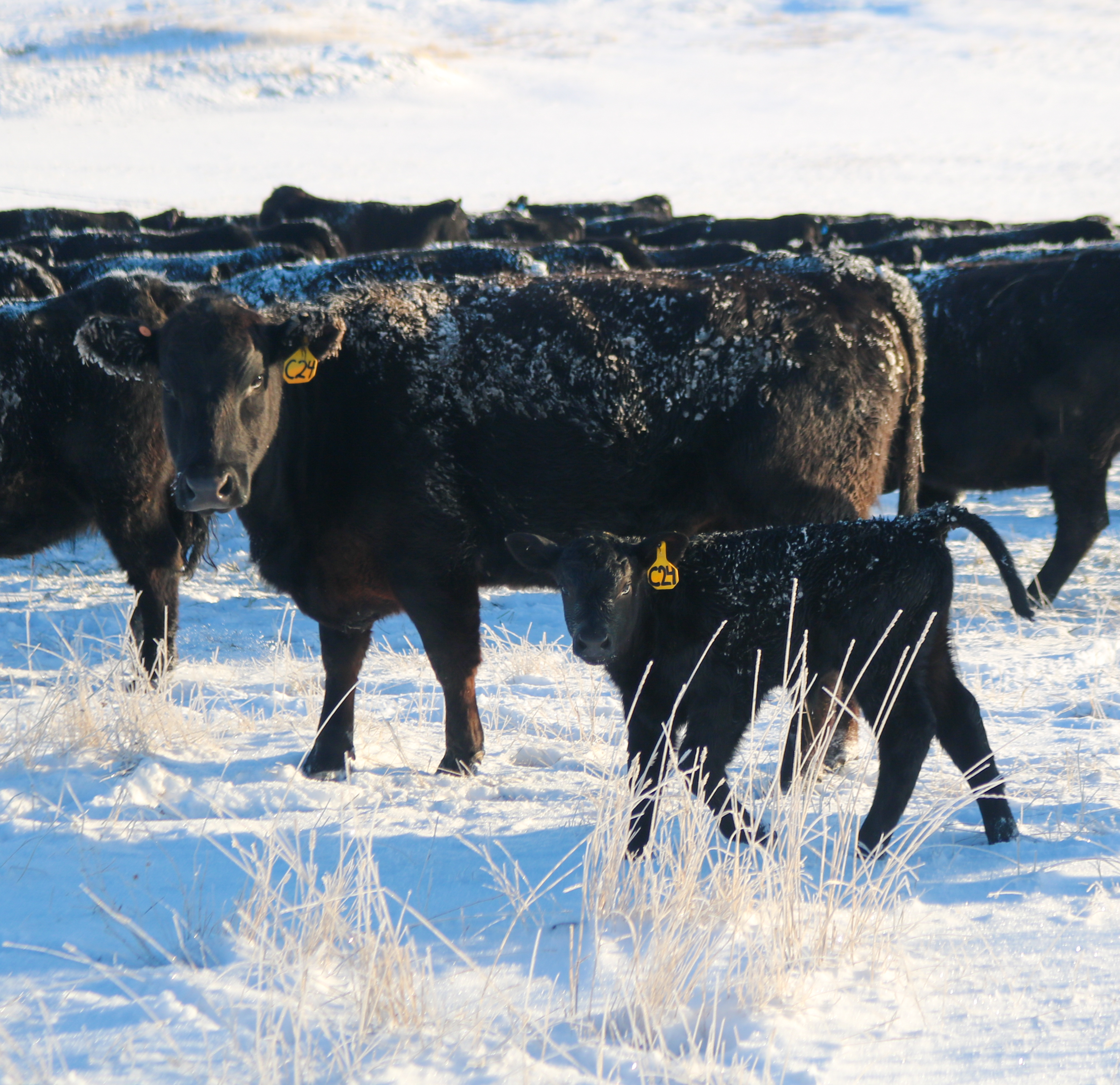 Semlek Ranch Cows
